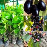 Grafted Jamun