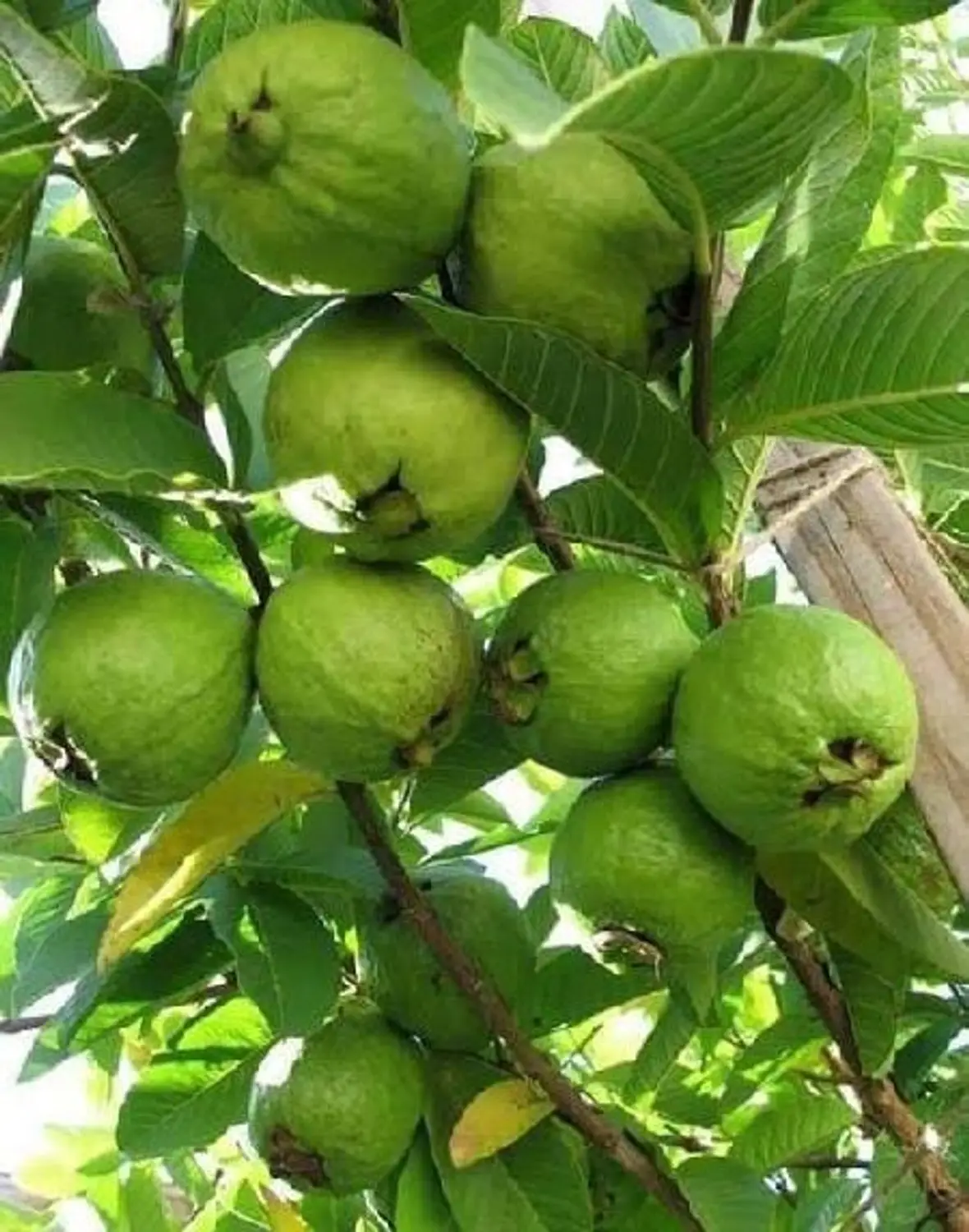 Modern Guava (VNR)