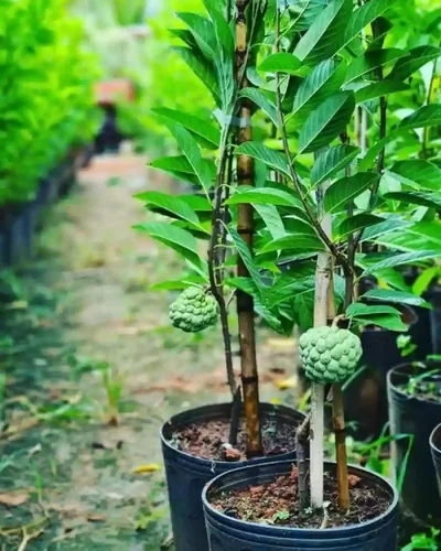 Super Custard Apple