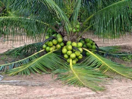 Dwarf Coconut